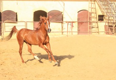 Arap atı bir kumlu alanda 