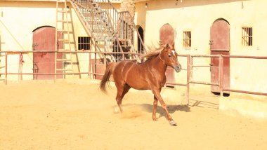 Arap atı bir kumlu alanda 