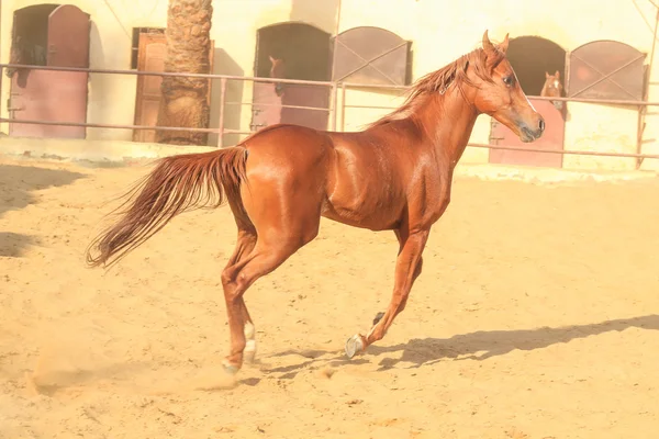 Caballo árabe en un campo de arena — Foto de Stock