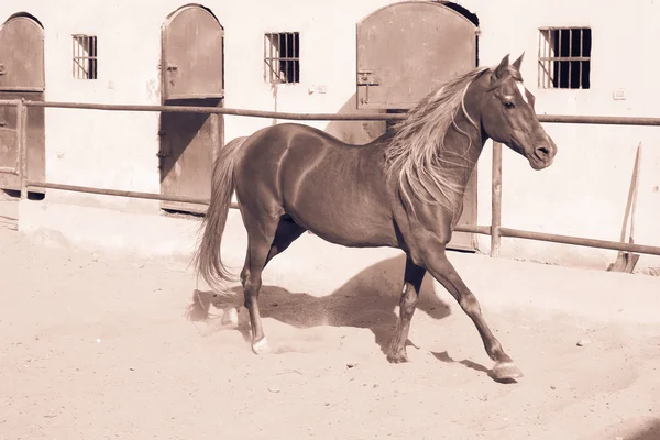 Arabhästen i ett sandiga fält — Stockfoto