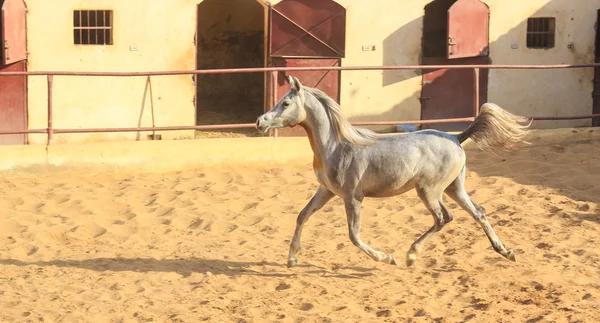 Arabian Horse dans un champ de sable — Photo