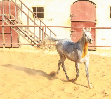 Arap atı bir kumlu alanda 