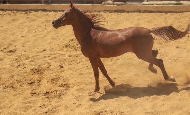 Arap atı bir kumlu alanda 