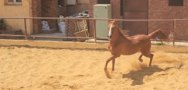 Arap atı bir kumlu alanda 