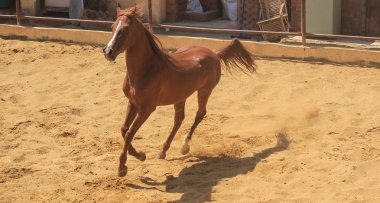 Arap atı bir kumlu alanda 