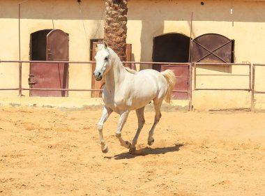 Arap atı bir kumlu alanda 