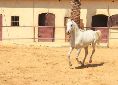 Arap atı bir kumlu alanda 