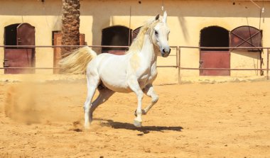 Arap atı bir kumlu alanda 