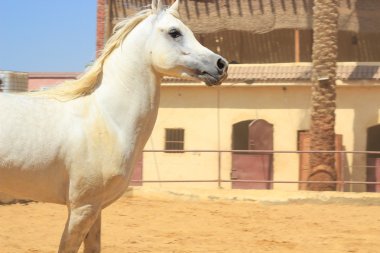 Arap atı bir kumlu alanda 