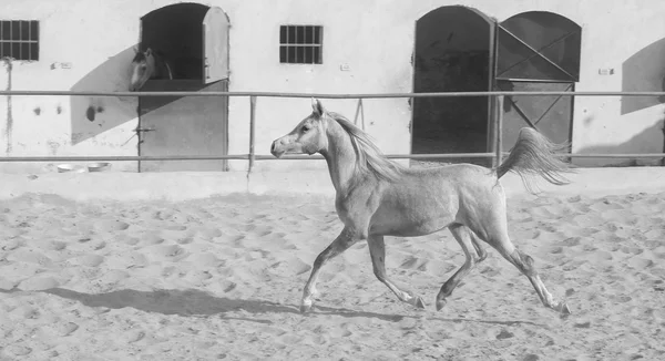 砂浜のフィールドでアラビアの馬 — ストック写真