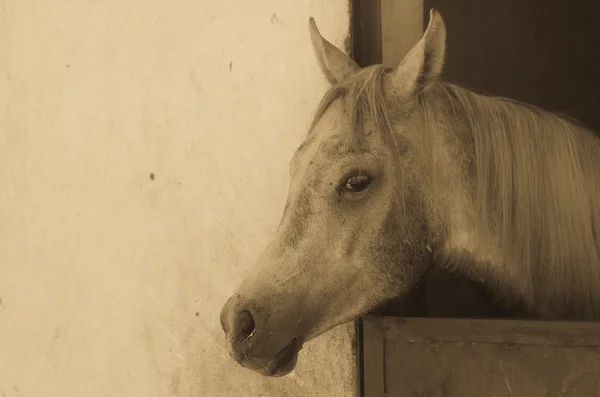 Caballo árabe en un campo de arena — Foto de Stock