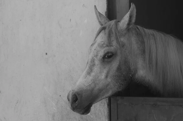 Арабський кінь у піщаному поля — стокове фото
