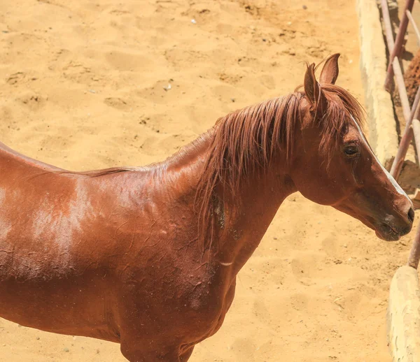 Arabhästen i ett sandiga fält — Stockfoto