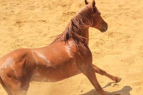 Caballo árabe en un campo de arena — Foto de Stock