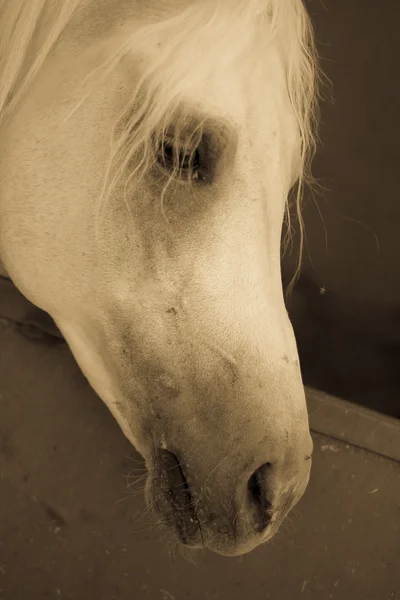 砂浜のフィールドでアラビアの馬 — ストック写真