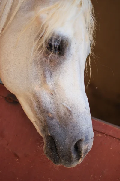 Arabian Horse dans un champ de sable — Photo