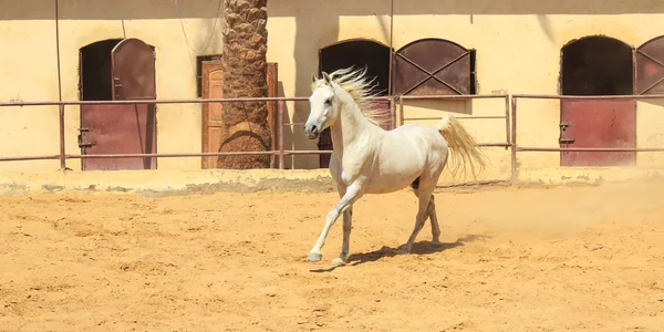 Caballo árabe en un campo de arena — Foto de Stock