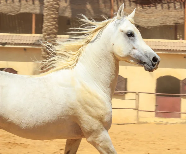 Arabian Horse dans un champ de sable — Photo