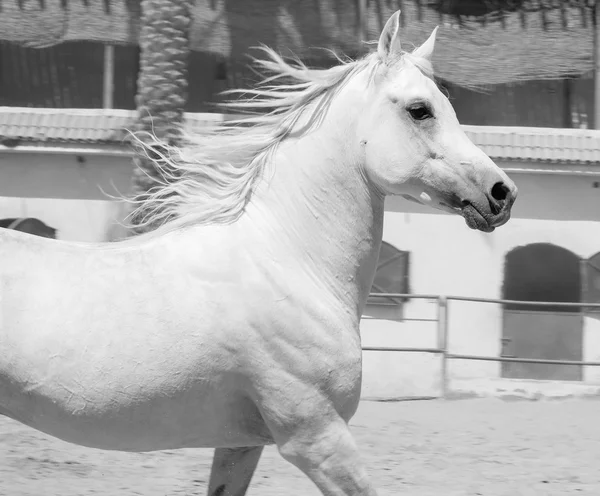 Caballo árabe en un campo de arena —  Fotos de Stock