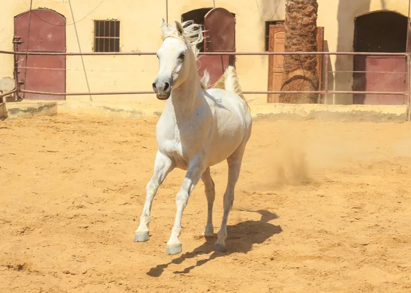 Caballo árabe en un campo de arena — Foto de Stock