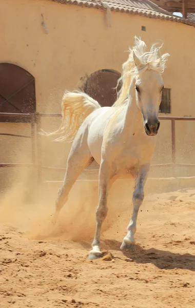 Caballo árabe en un campo de arena — Foto de Stock