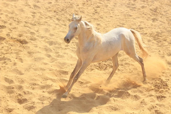 Arab telivér homokos területen — Stock Fotó