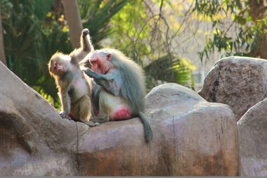 Habeş maymunu maymun hayvanat bahçesinde soğutma