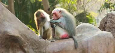 Habeş maymunu maymun hayvanat bahçesinde soğutma