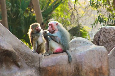 Habeş maymunu maymun hayvanat bahçesinde soğutma