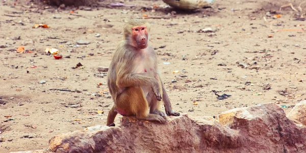 원숭이 원숭이 동물원에서 놀 아 요 — 스톡 사진