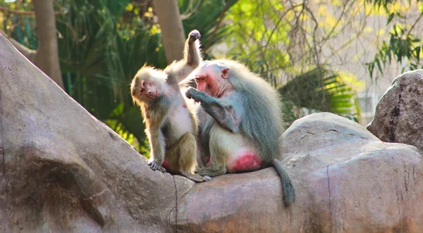 Monyet Baboon sedang dingin di kebun binatang. — Stok Foto