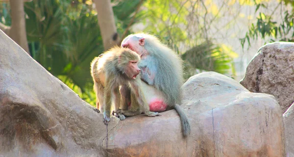 Monyet Baboon sedang dingin di kebun binatang. — Stok Foto