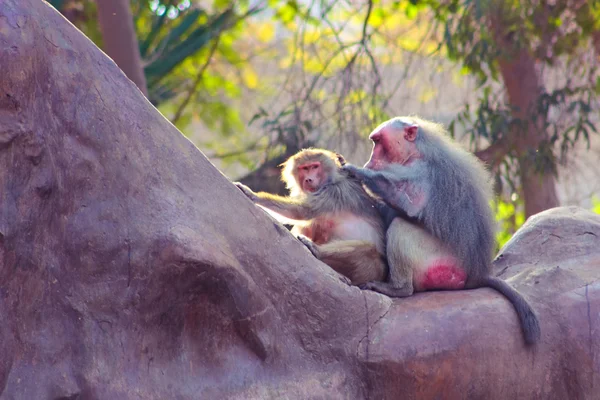 Monyet Baboon sedang dingin di kebun binatang. — Stok Foto