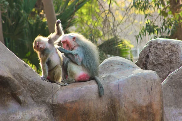 Babouin singe froid dans le zoo — Photo