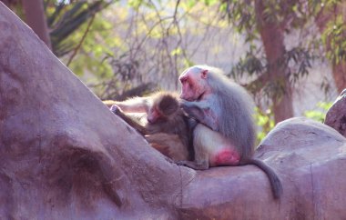 Habeş maymunu maymun hayvanat bahçesinde soğutma