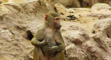 Habeş maymunu maymun hayvanat bahçesinde soğutma