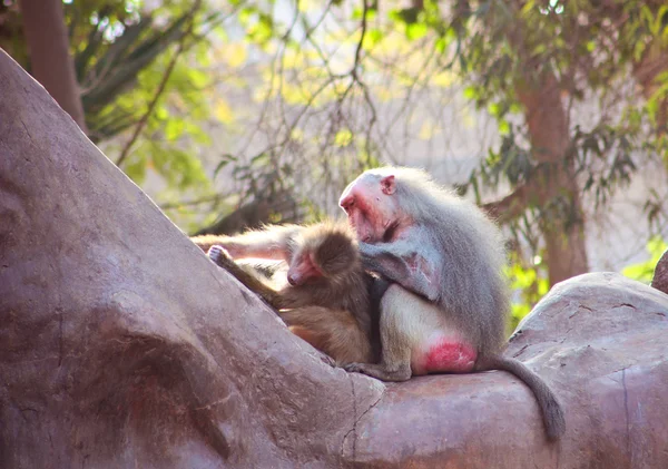 Babouin singe froid dans le zoo — Photo