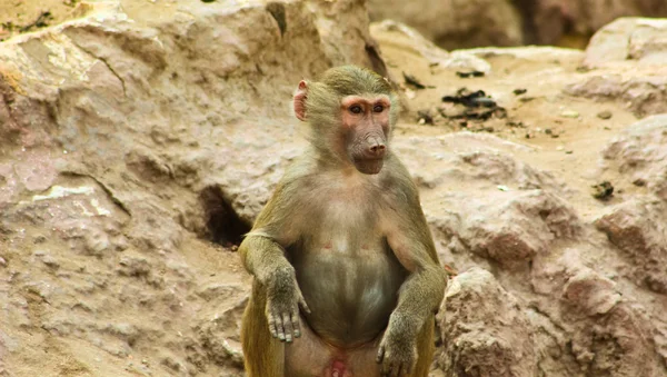 Baboon Monkey se enfría en el zoológico — Foto de Stock