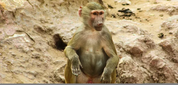 狒狒猴子在动物园里冷 — 图库照片