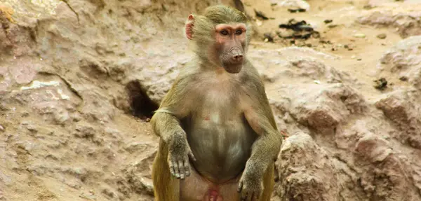 Baboon Monkey se enfría en el zoológico —  Fotos de Stock