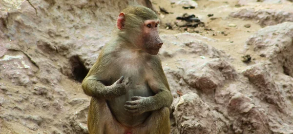 Baboon Monkey se enfría en el zoológico — Foto de Stock
