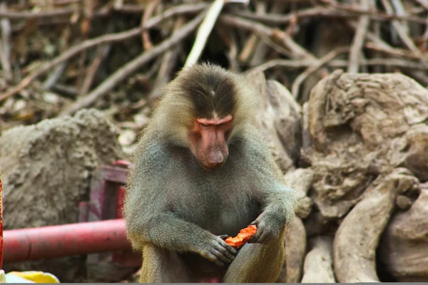 Pávián majom hűtés az állatkertben — Stock Fotó