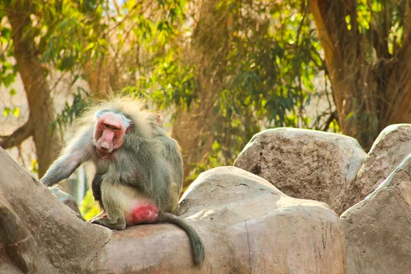 Baviaan aap koelen in de dierentuin — Stockfoto