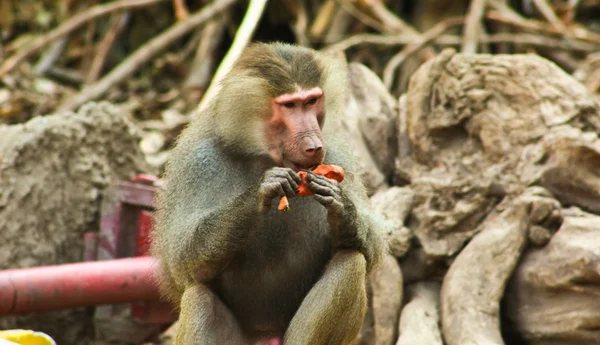 Macaco babuíno refrigeração no zoológico — Fotografia de Stock