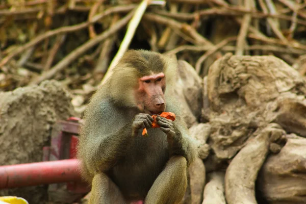 Babbuino Scimmia che si rilassa allo zoo — Foto Stock
