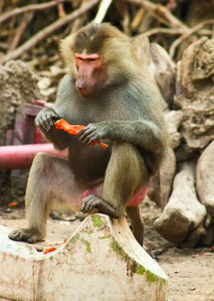 Macaco babuíno refrigeração no zoológico — Fotografia de Stock