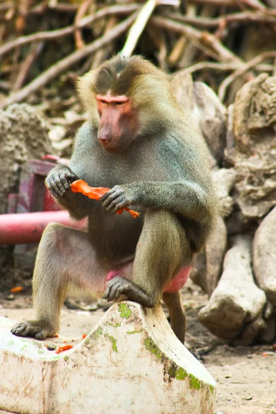 Babbuino Scimmia che si rilassa allo zoo — Foto Stock