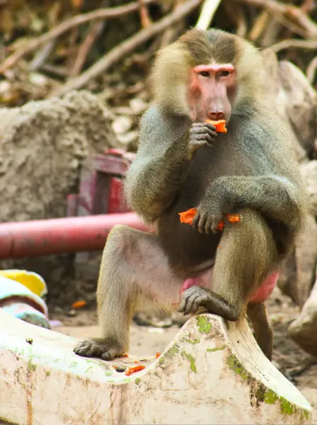 Macaco babuíno refrigeração no zoológico — Fotografia de Stock