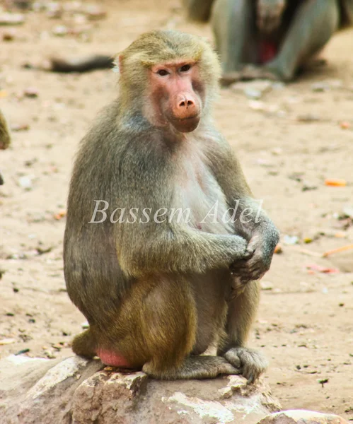 Pawian małpa chłodzenie w zoo — Zdjęcie stockowe