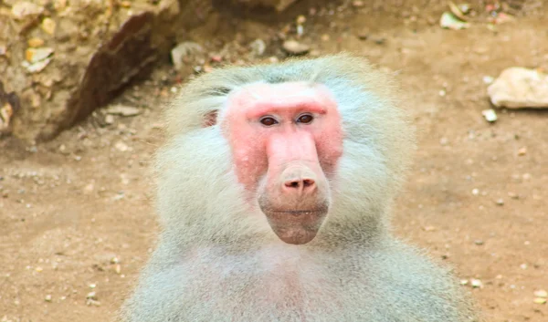 Babouin singe froid dans le zoo — Photo